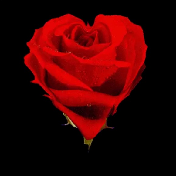 From me to you Accessories - Sending all roses 🌹🥀